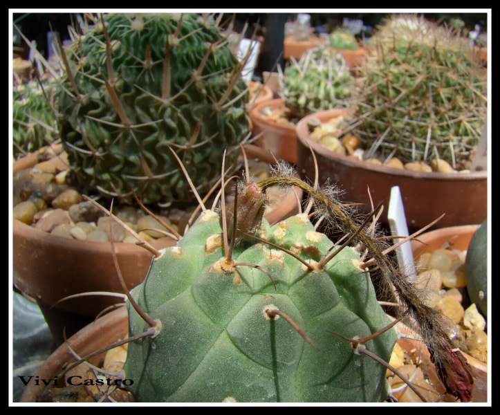 Matucanamadisoniorumnov2011frutoroja.jpg