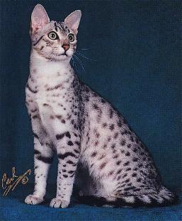 mau.jpg