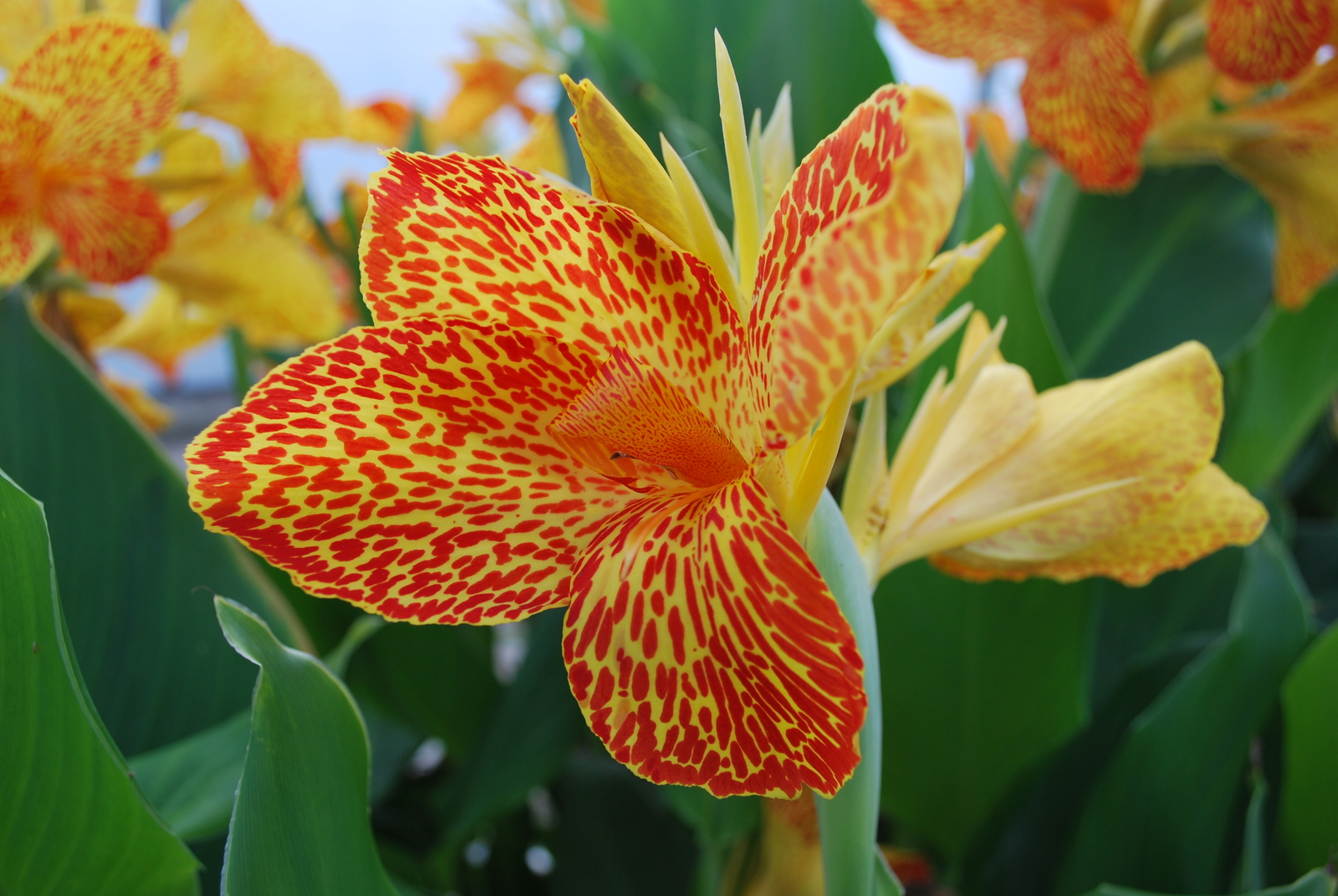 Maui-Punch-Canna.jpg