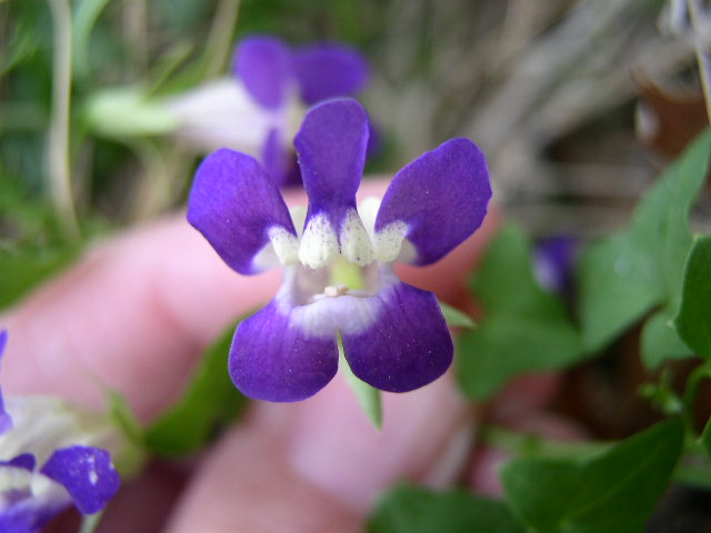 Maurandya%20antirrhiniflora%20flwr1.JPG