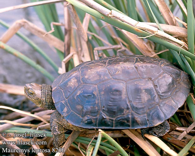 mauremys_leprosa_8206.jpg