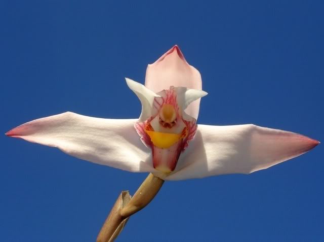 Max-platypetala.jpg