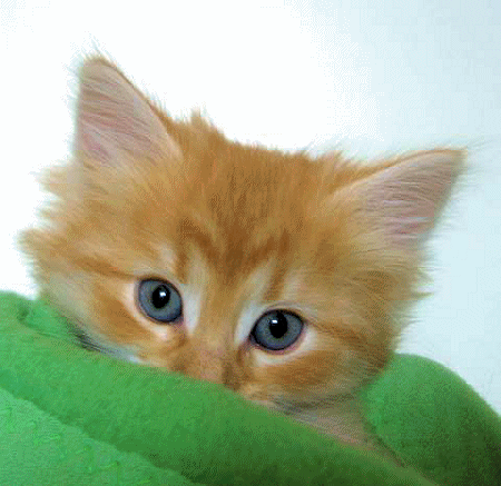 max2.gif