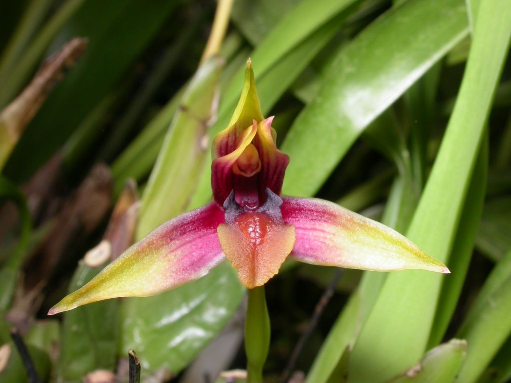 maxillarcuculata.jpg