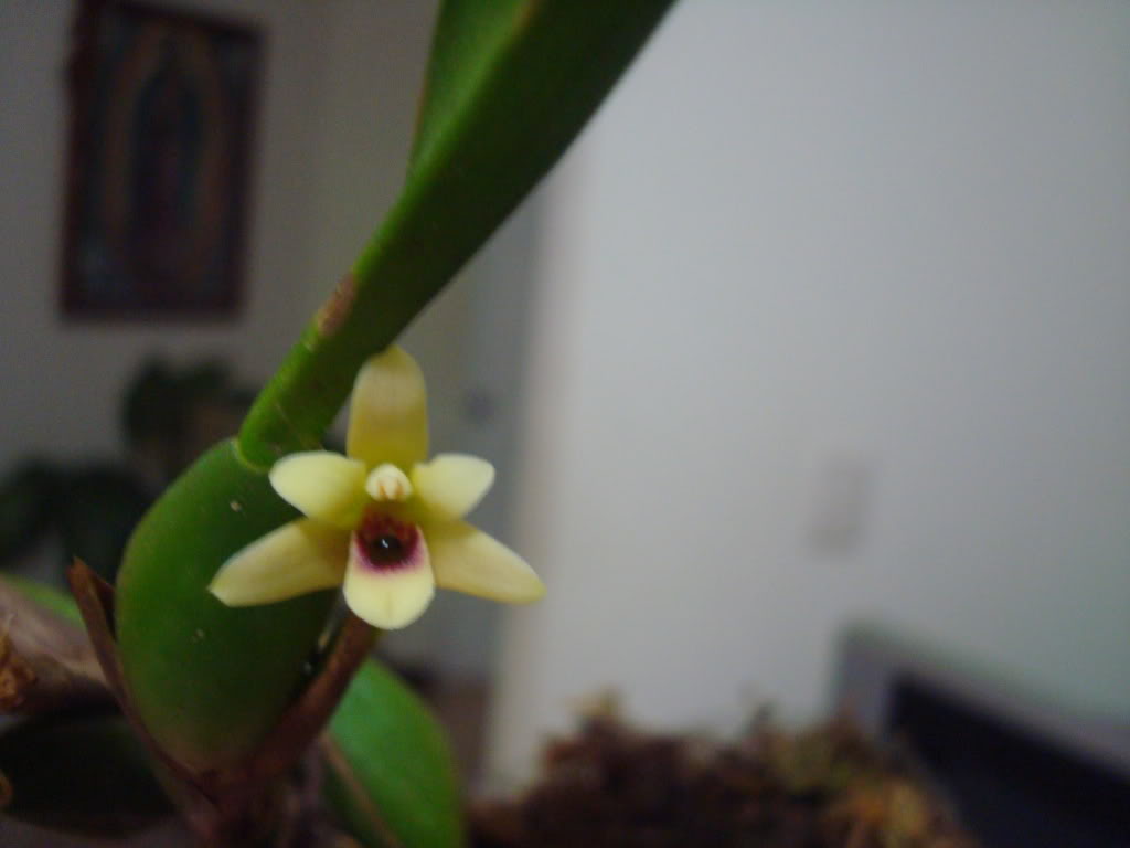maxillaria-1.jpg