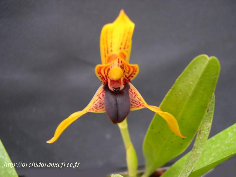 Maxillaria%20cuculata04.JPG