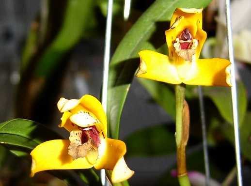 maxillaria%20picta.jpg