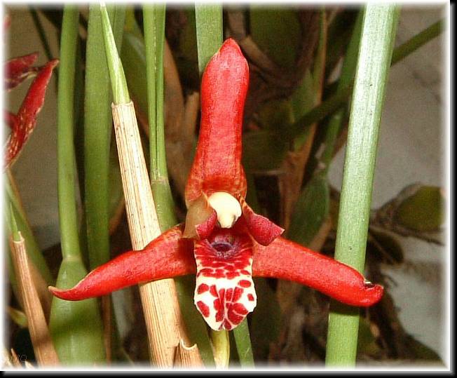 Maxillaria%20tenuifolia.jpg