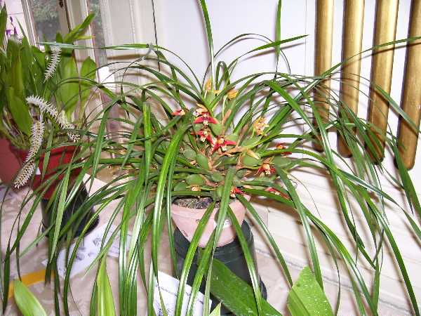 Maxillaria Tenuifolia1.jpg