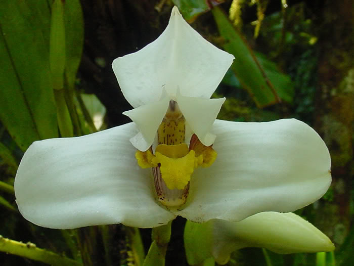maxillaria_lehmannii.jpg