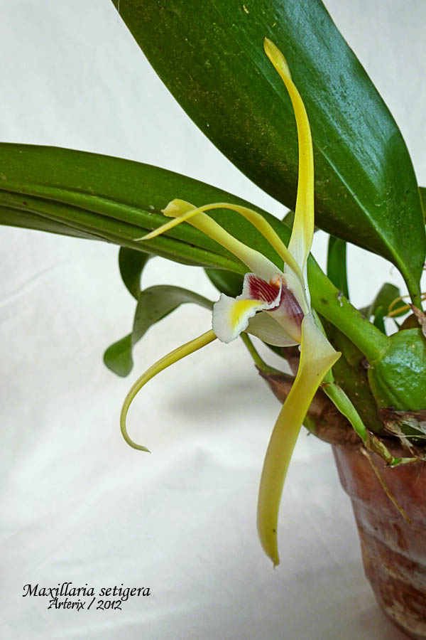 Maxillaria_setigera_001.jpg