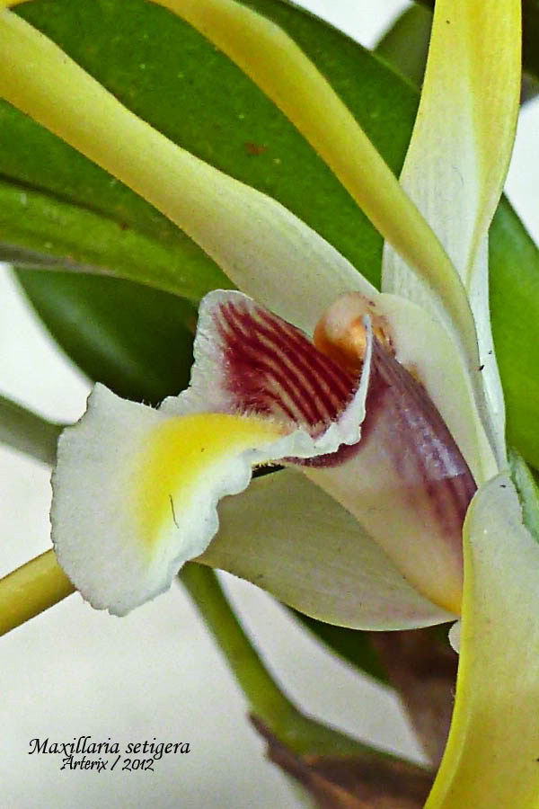Maxillaria_setigera_002.jpg