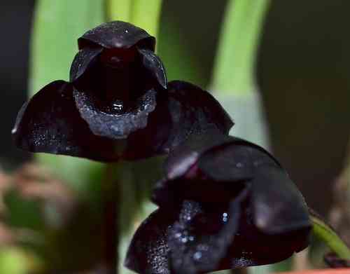 Maxillaria_shunkeana_m.JPG