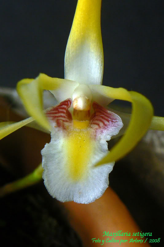 maxillaria_sp_01.jpg