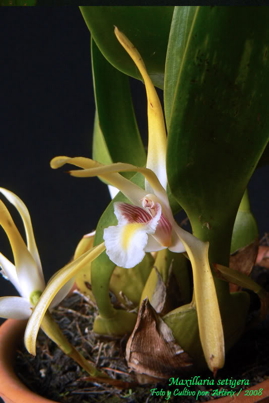 maxillaria_sp_02.jpg