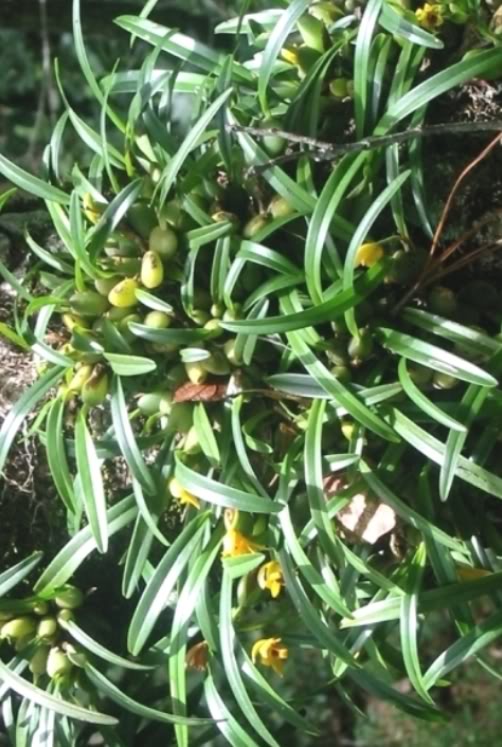 Maxillaria_variabilis.jpg