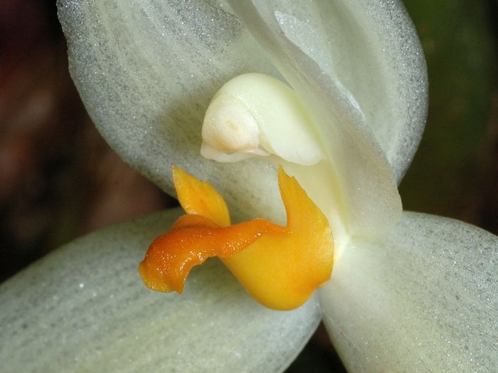 maxillariahedwigiae2_289.jpg