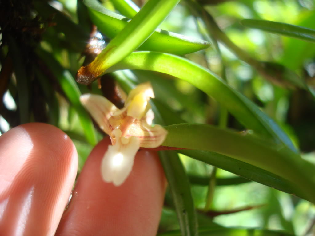 maxillariasp1.jpg