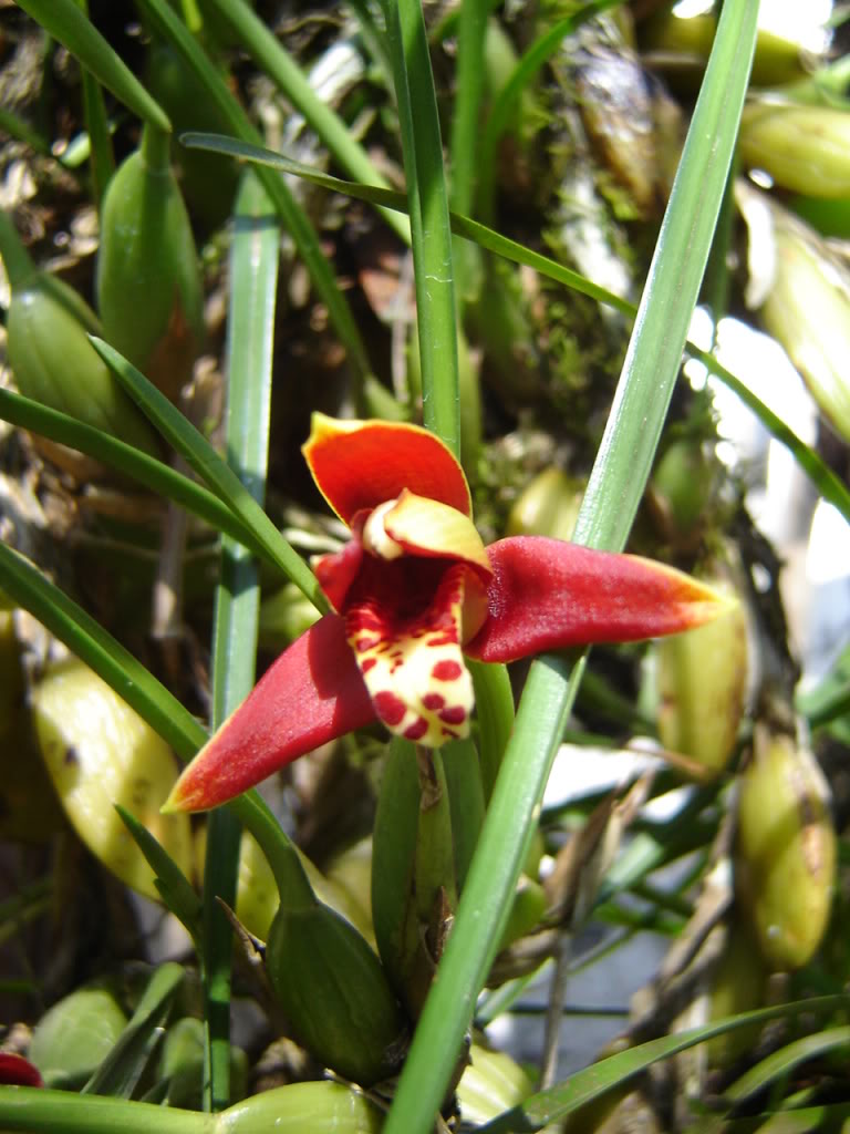 Maxillariatenuifolia.jpg