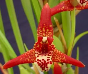 MaxillariaTenuifolia04.jpg