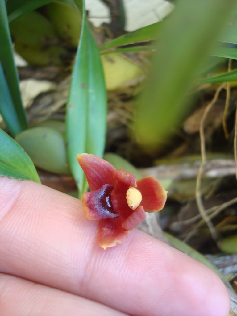 maxillariavariabilis.jpg