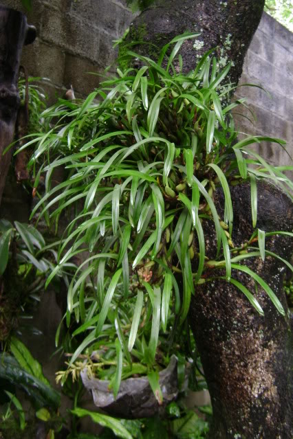 MaxillariaVariabilis10.jpg