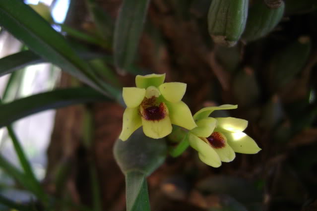 MaxillariaVariabilis13.jpg