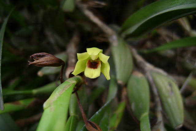 MaxillariaVariabilis14.jpg