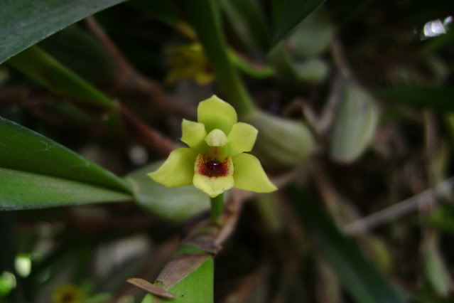 MaxillariaVariabilis15.jpg