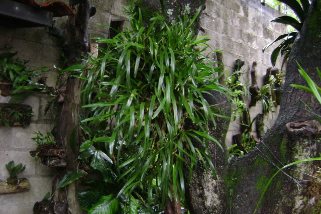 MaxillariaVariabilis9-1.jpg
