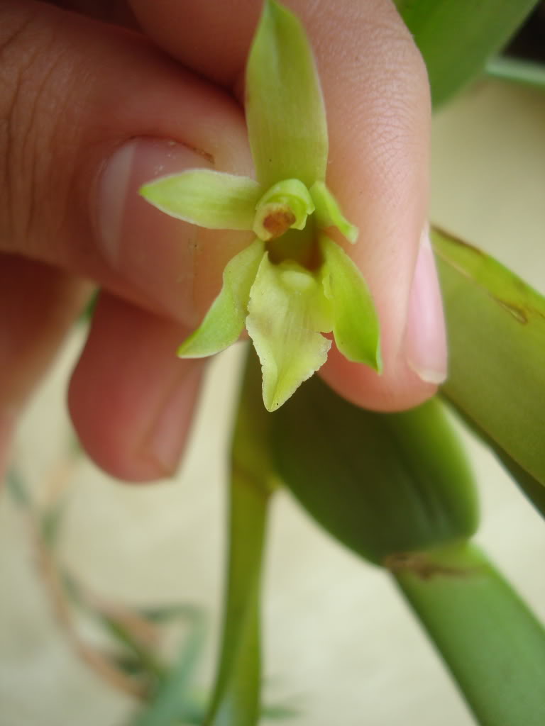 maxillariaverde.jpg