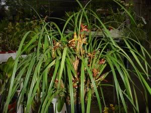 Maxilliariatenuifolia3.jpg