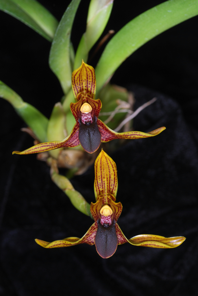 maxilpunctostriata.jpg