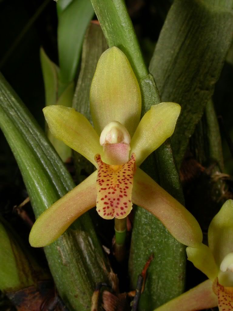 maxilrufescens.jpg
