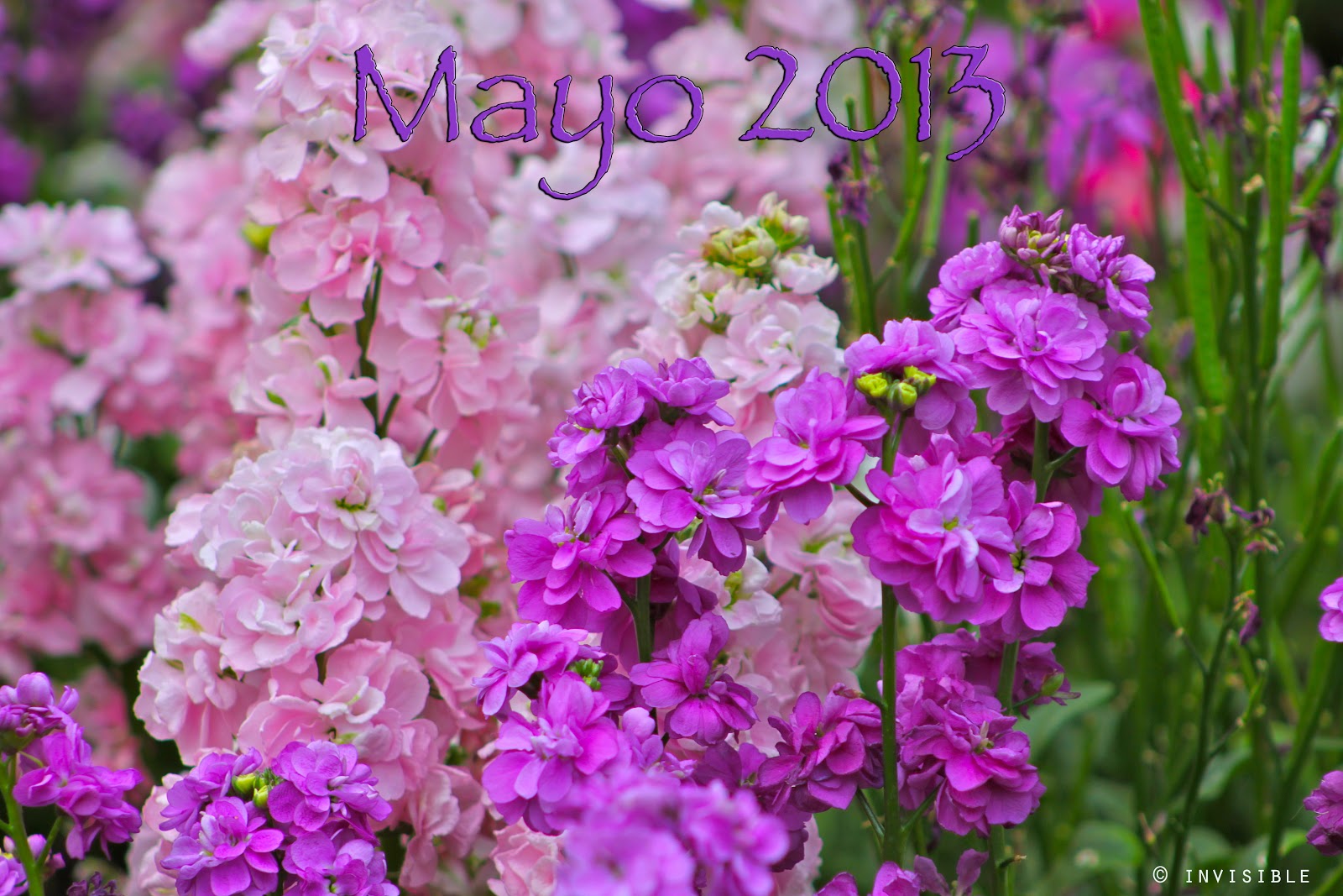 MAYO+2013.JPG