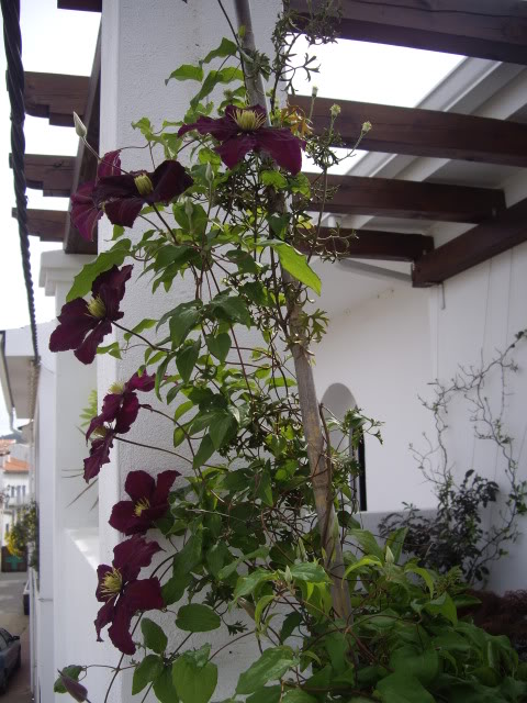 mayo2010Pentax0238.jpg