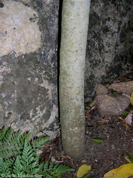 maytenus-tronc.jpg
