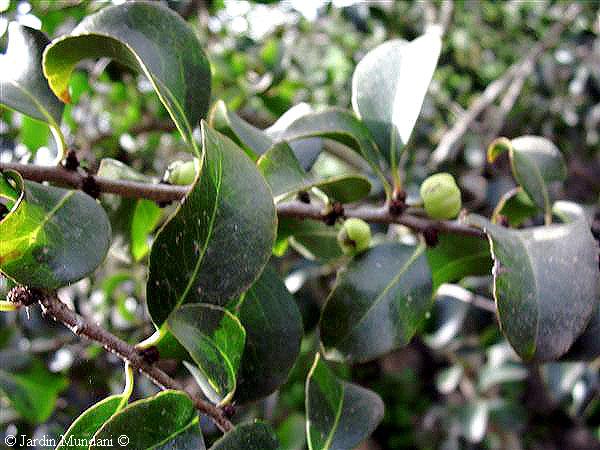 maytenuscanariensis.jpg
