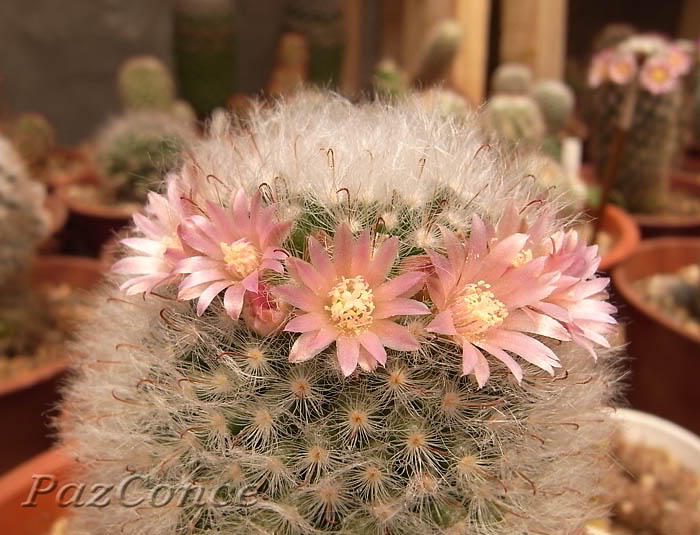 Mbocasana_roseiflorus1a.jpg