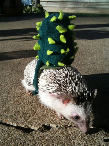 mcx-42-animal-costume-lgn.jpg
