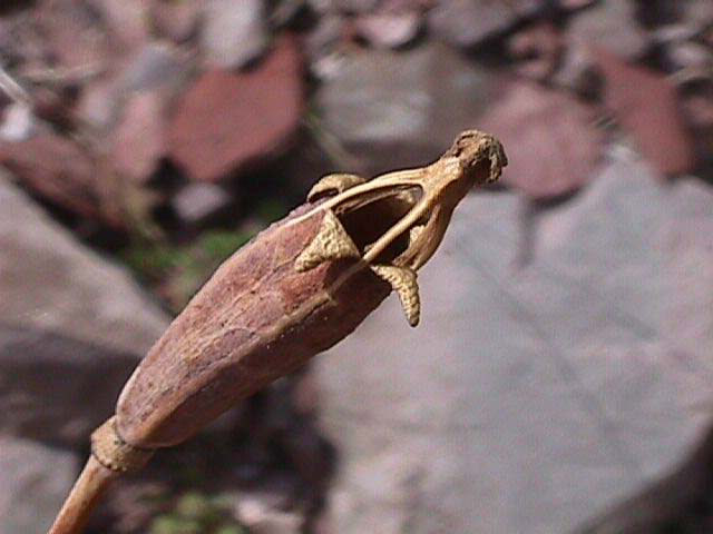 Meconopsis_cambrica_11.jpg
