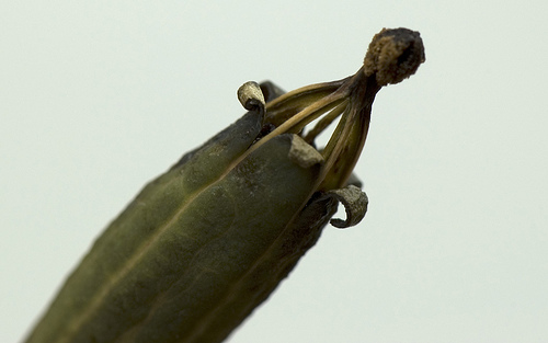 Meconopsis_cambrica_capsula.jpg