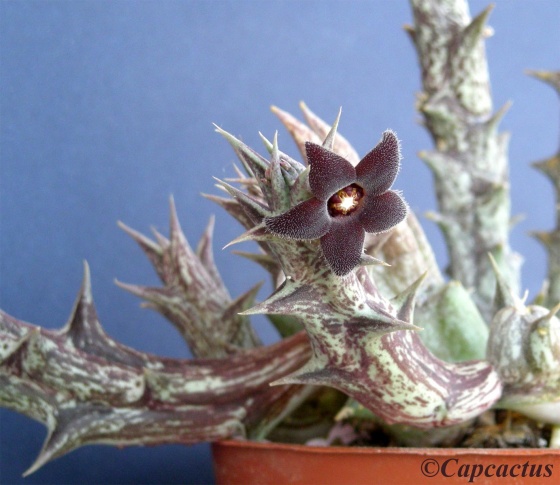 med-carulluma-orbea-decaisneana-visoflora-16452.jpg