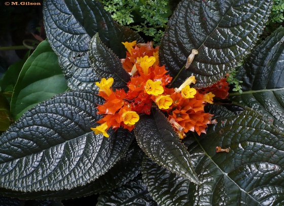 med-chrysothemis-pulchella-visoflora-9354.jpg