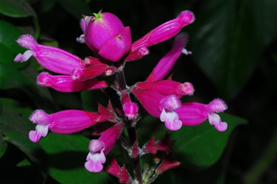 med-salvia-involucrata-bethelli-visoflora-21313.jpg