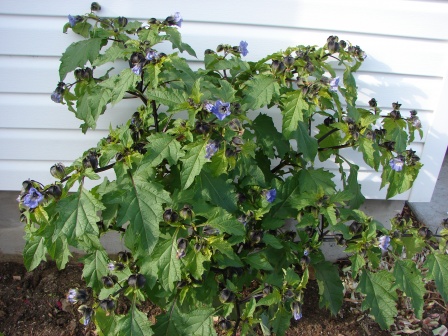 med-Visoflora-harmonie-de-vert-bleute-au-violet-pour-l-automne-1076.jpg