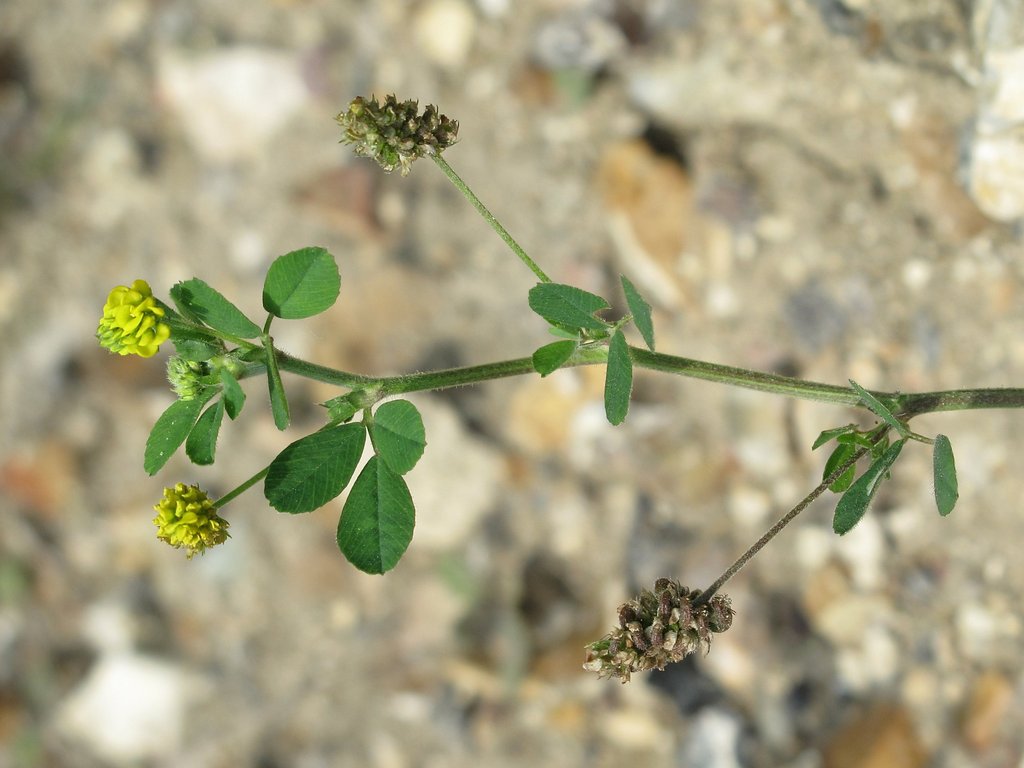 Medicago%20lupulina%20L.,%201753_-_Luzerne%20lupuline_(01).jpg
