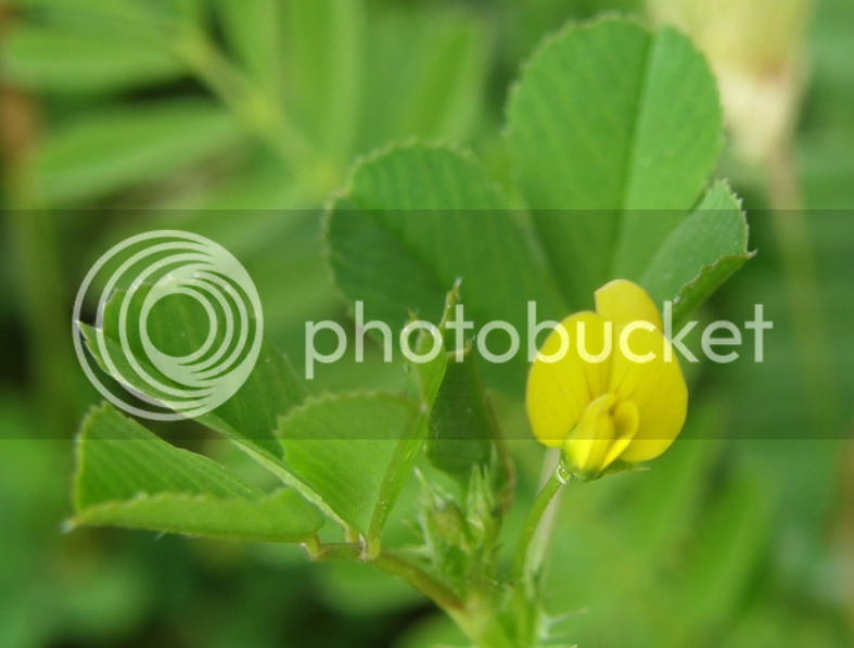 Medicago%20polymorpha_zpsvvfa52ih.png