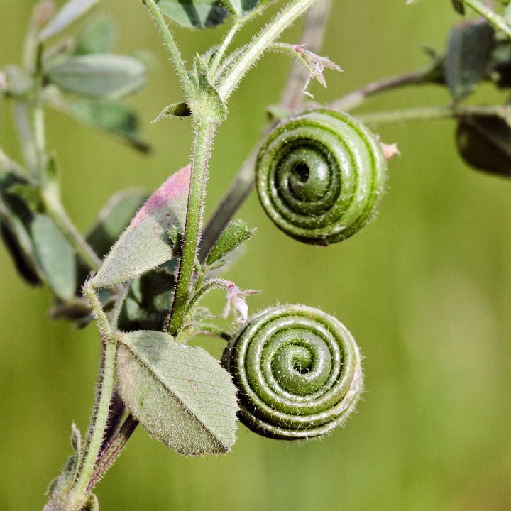 medicago%20scutellata.jpg