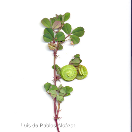 Medicago-orbicularis.jpg